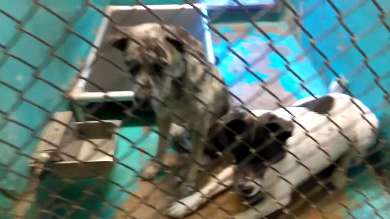 Old film❤️Adoptables@HSSAZ shelter❤️Evee Pet Id 841900Adopted6-4-2017 Jack Id 839978Adopted5-20-2017