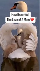 Most Beautiful Duck  Video | Duck  Lover Video