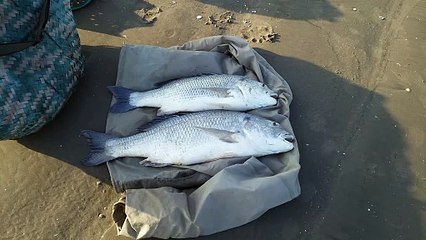 Beautiful pair of dented fish