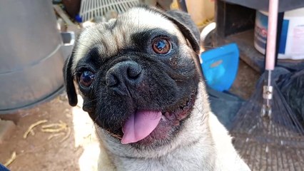 Paco Chavino Jackie-O; thought we'd mix things up & add some excitement & a shade of socializing VID_20240727_145015033