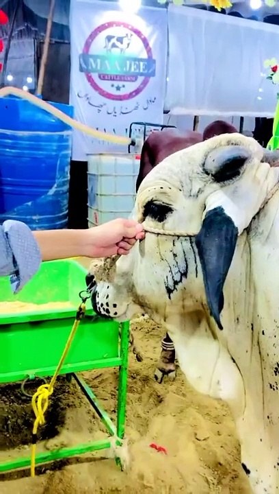 Cow write on  allah