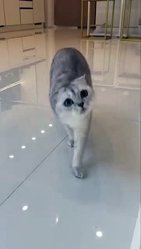 What was I hoping for_ _cat _cats(360P)