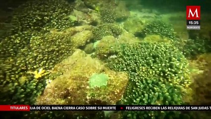 Tải video: En Islas Marietas, el aumento de la temperatura del mar mató al 90% del arrecife de coral | Milenio Hábitat