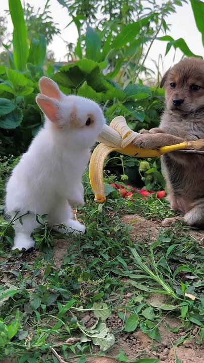 Wildlife