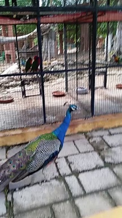 Beautiful Peacock