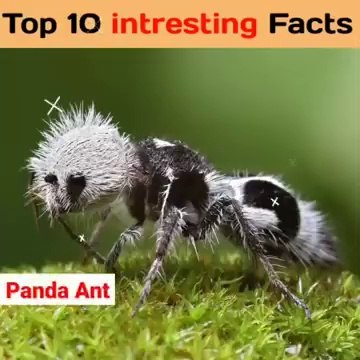 Top 10 Amazing Facts in Hindi _ interesting facts random facts #shorts #facts