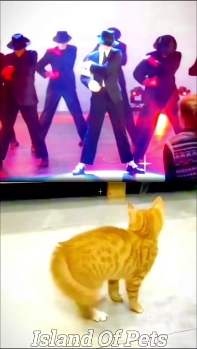 Best Funniest Animal Videos 2023  - Funny Cats And Dogs Videos #2