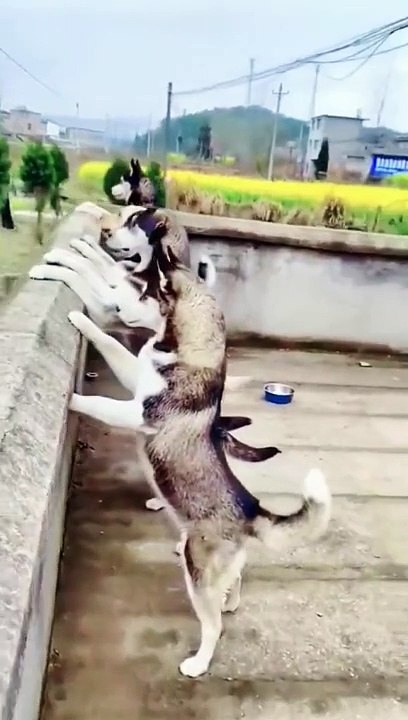 Funny dog video
