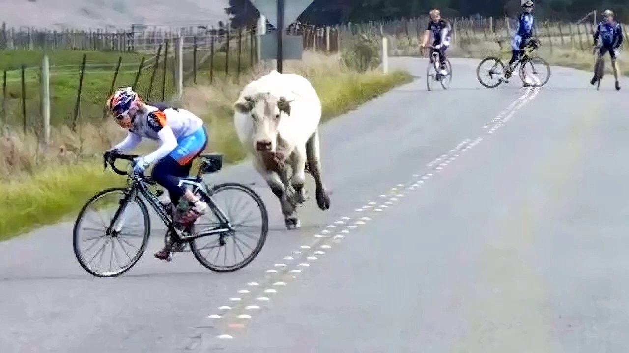 Compilation of Funny Moments of the Year 