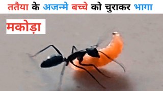 ततैया के अजन्मे बच्चे को चुराकर भागा मकोड़ा | ant | #wasp | #towardthenature