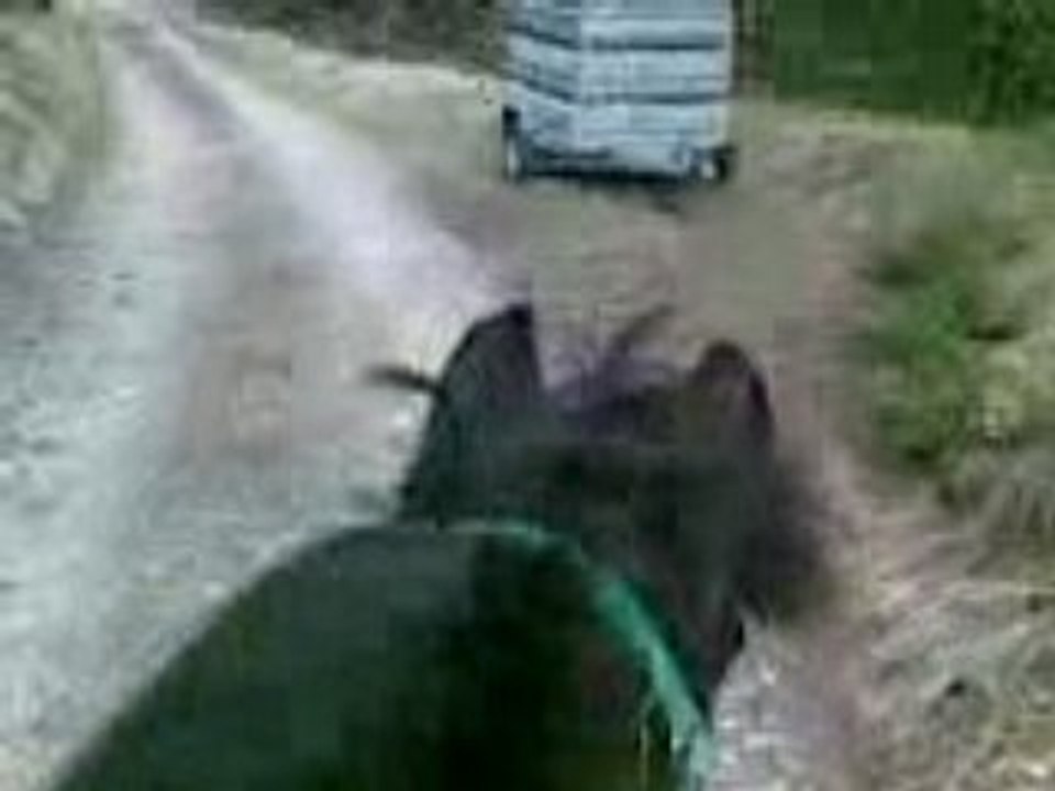 balade Fino + chiens