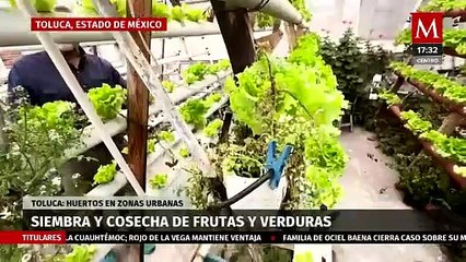 Hombre adapta techo de su negocio como un huerto en Edomex