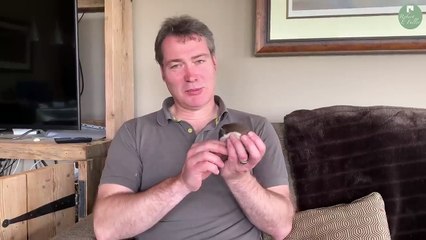 Whisper the Adorable Stoat Kit is Now so Playful  Rescued & Returned to the Wild  Robert E Fuller