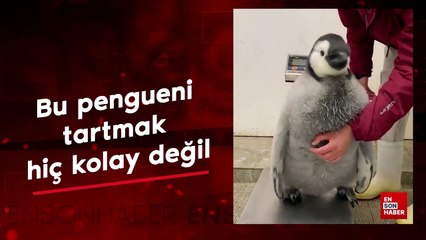 Bu pengueni tartmak hiç kolay değil