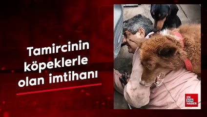 Tamircinin köpeklerle olan imtihanı