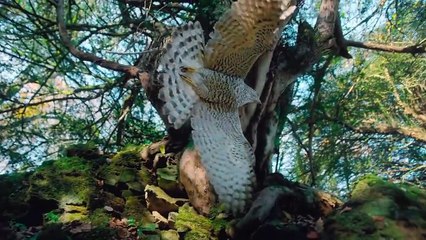 Discover the Fascinating Lives of Wildlife Animals 🌍