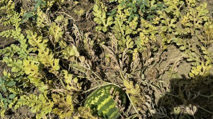 Karpuzda 'kırmızı örümcek' alarmı