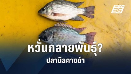 หวั่น! กลายพันธุ์ "ปลานิลคางดำ" | PPTV Online