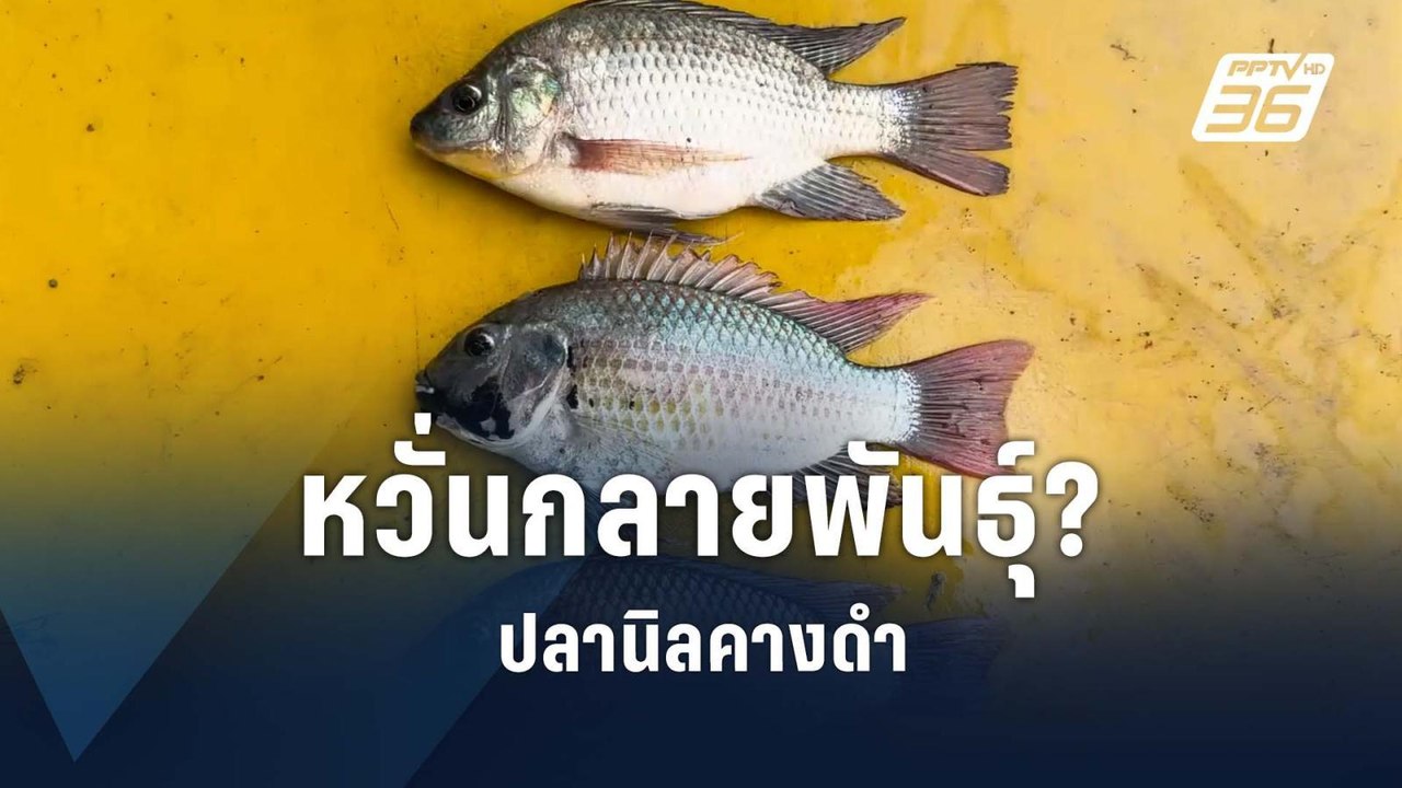 หวั่น! กลายพันธุ์ "ปลานิลคางดำ" | PPTV Online