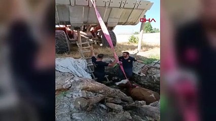 Foseptiğe düşen boğayı itfaiye ekipleri kurtardı