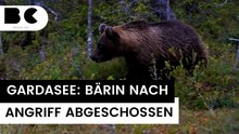 Gardasee: Problembär nach Angriff auf Jogger abgeschossen