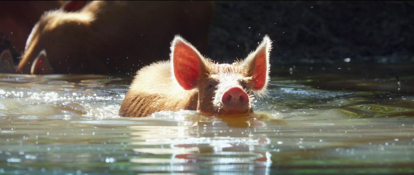Wildes Land: Die Rückkehr der Natur - Trailer (Deutsch) HD