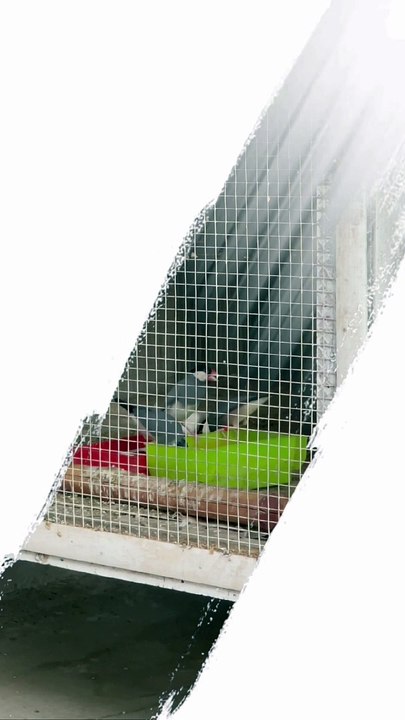 #trending #viral #usa #shortvideo #baby #java #sparrow #javasparrow #finches #pet #birds