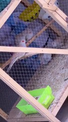 Dove ️ #trending #viral #usa #shortvideo #baby #dove #pet #birds #domestic