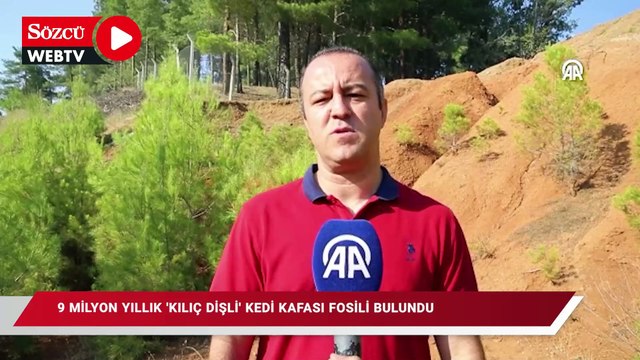 9 milyon yıllık olduğu sanılan kılıç dişli kedi kafatası fosili bulundu