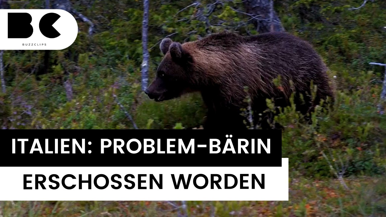 Gefahr für Urlauber: Braunbär am Gardasee getötet worden