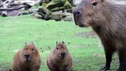 Surprise capybara twins born at zoo