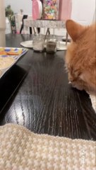 I just Want to Know How it Taste Like !