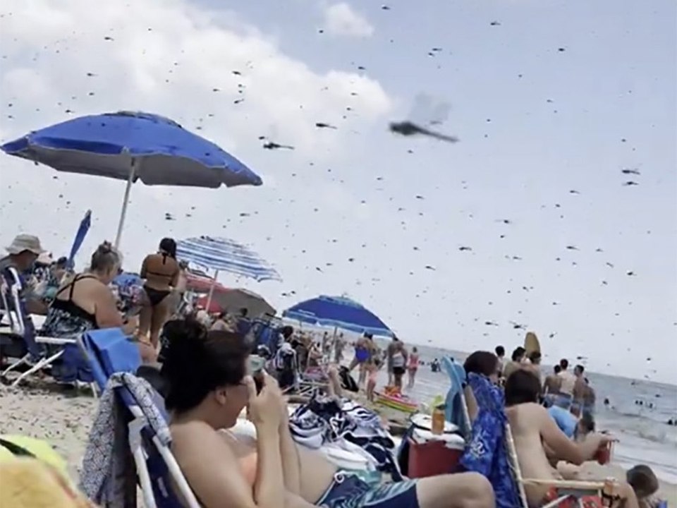 Panik! libellenschwarm fällt über strandbesucher her