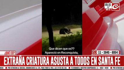 Filmaron extraña criatura en Santa Fe.... ¿de qué se trata?