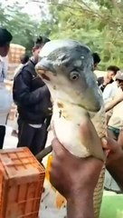 Very Rare and Strange Creature Ocean !#viral#creature#informativelife