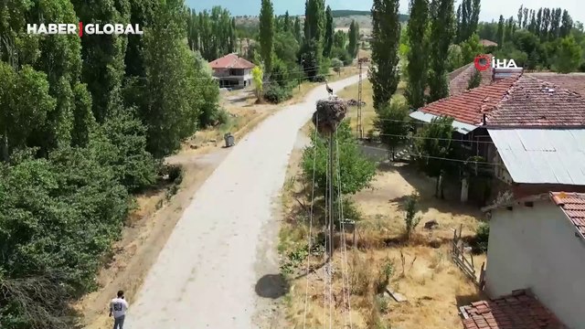 Köylünün terk ettiği köyü leylekler sahiplendi: Hane başına bir yuva düşüyor
