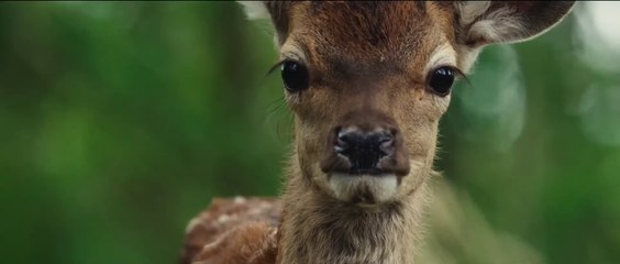 Bambi, L'histoire d'une vie dans les bois - Trailer (OV) HD