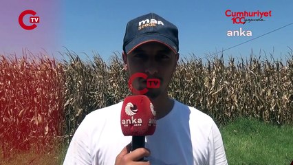 Mısır üreticileri isyan etti