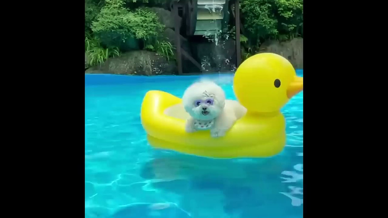 Funniest Animal Videos That Will Make You Laugh 