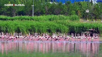 Akkaya Baraj Gölü flamingolara ev sahipliği yapıyor