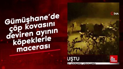 Gümüşhane’de çöp kovasını deviren ayının köpeklerle macerası