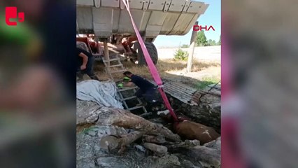 Foseptiğe düşen boğayı itfaiye ekipleri kurtardı