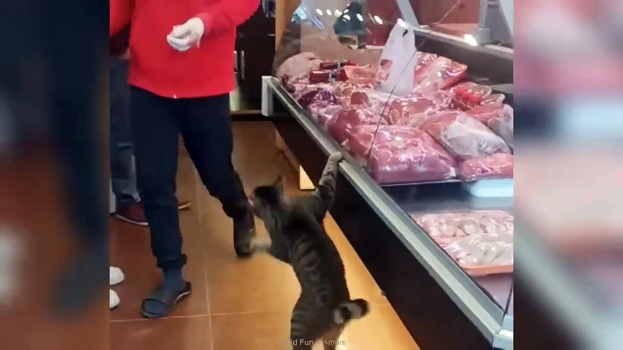 Funny ANIMALS videosFunniest CATS and DOGS 2024