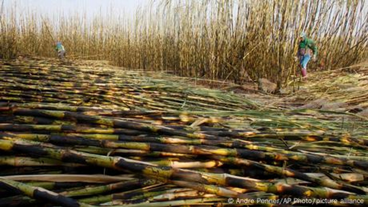 Indonesien: Biosprit aus Zuckerrohr