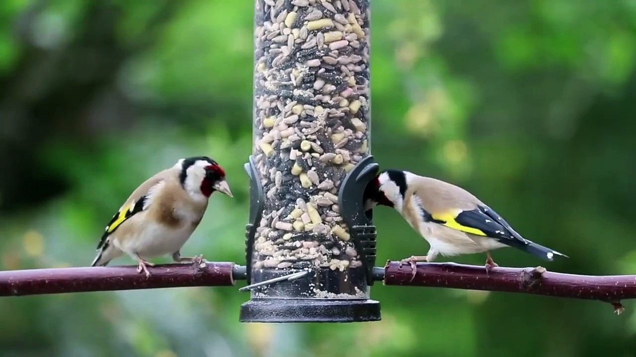 CHIPING BIRDS