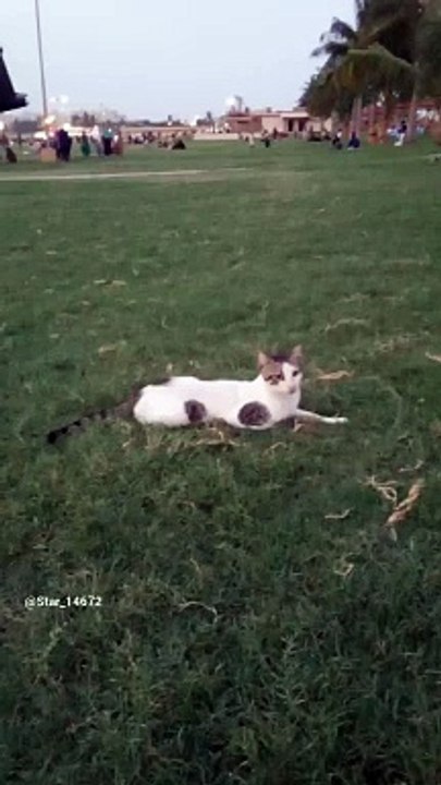 where is my mother #youtube #cat #0361 @Star_14672