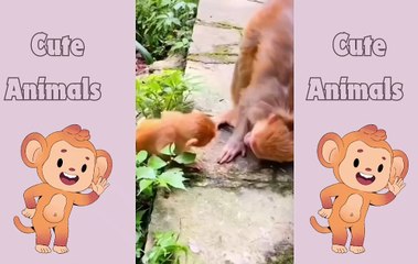 Monkeys and Baby Monkeys in Action