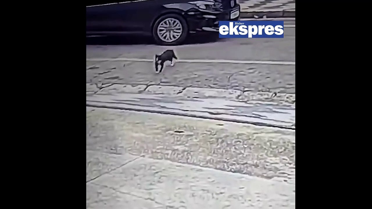 Kedinin şansı: Arabanın altından kurtuldu, tavuklarla dolu poşetle karşılaştı!