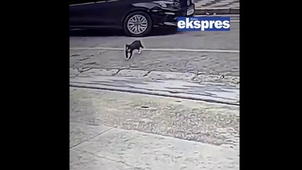 Kedinin şansı: Arabanın altından kurtuldu, tavuklarla dolu poşetle karşılaştı!