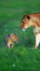 wonderful world #wildlife #foryou #fpy #animals #birds